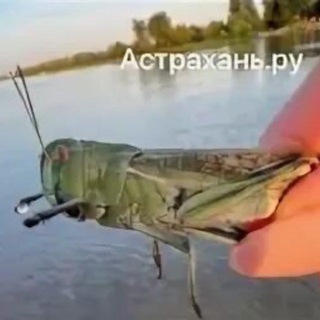 помойка [16+]