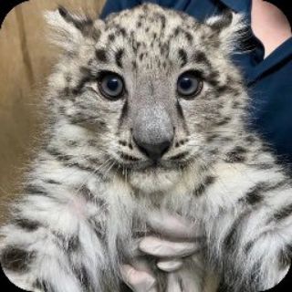 Snow Leopards ᴄᴏɴꜰ 🐾🌨