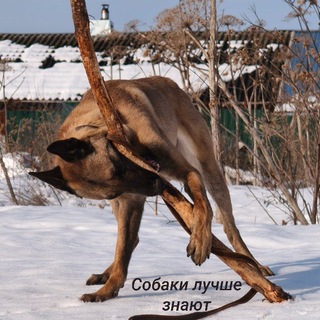 Собаки лучше знают!