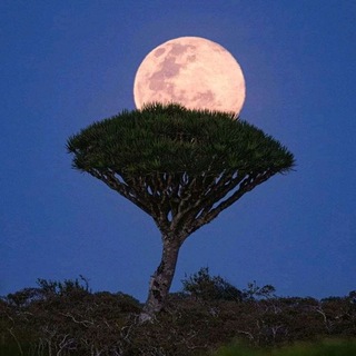 Socotra | سقطرى