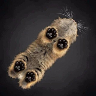 Мягкие Лапки 🐾