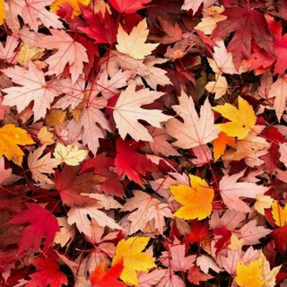 🍂 مینیمالیسم🍂