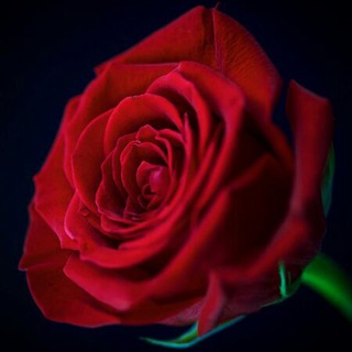 💜نور الحياة 💜🌹