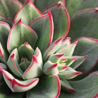 Sale succulents Kavkaz