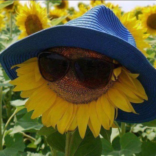 🌻РЕСТ/Подсолнух🌻