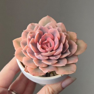 Каталог ☀️ Под лампой 🍭 Sweet Succulents