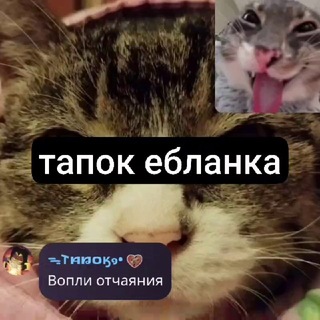 ×|Дурка Тапка|×