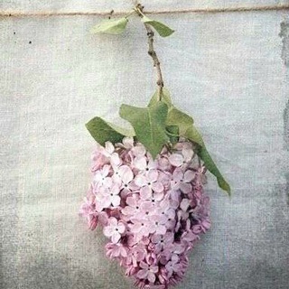 тень от ветки сирени