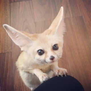 🏳‍🌈The Fennec Place!🏳‍🌈