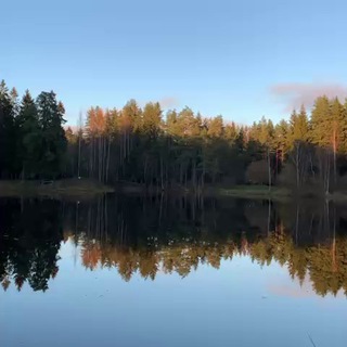 🌲 Лесное озеро