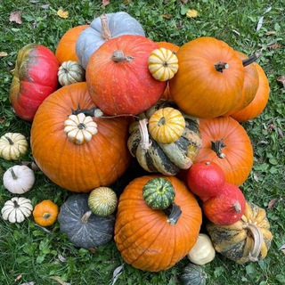 Тыквы декоротивные и сено Москва 🎃