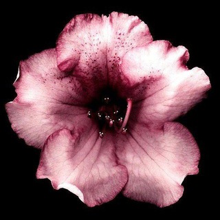 𝒯 ypoplum City. ──사랑스러운 open pp