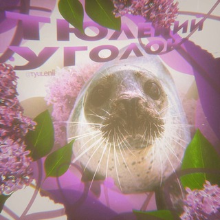 тюлений уголок!!-✧🦭🪻🪷 #тюлени #тюленьчики