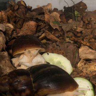 🍁Snails & Snails 🍁