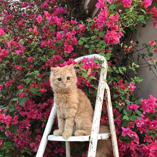 𓆩🎀جَـــميلَتي𓆪