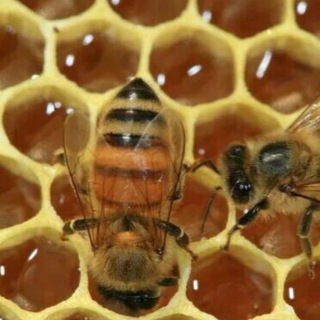 🐝 Мед в сотах | продукты пчеловодства 🐝