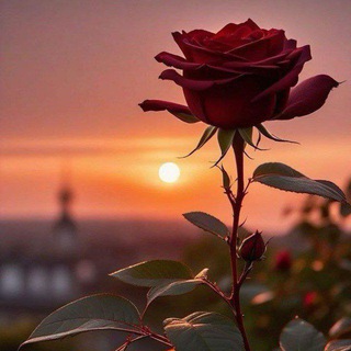 وردة حمراء🥀
