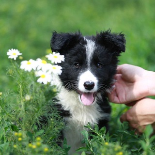 Приют Везунчик Екатеринбург 🐾