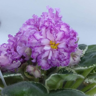 Фиалки Москва Коллекция Ермаковой Натальи 🌸
