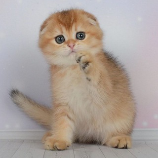 ✨🐈VivaVictory🐈✨Питомник шотландских кошек окраса "золотая шиншилла"