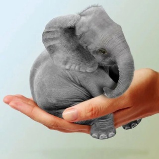 Обними слона🐘ПсихоЛог