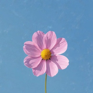 Bloom wallpapers