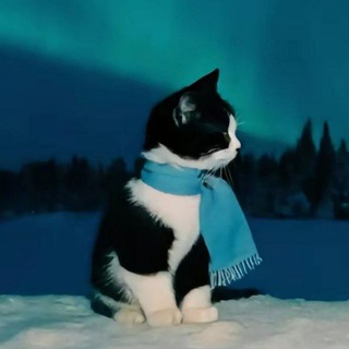 🐳 киты молчат