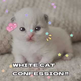 белы кот confession