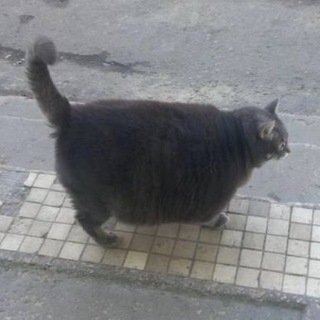 @коронован