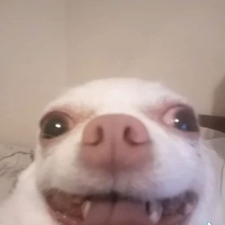 wiowio