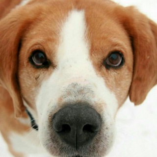 zel_priut