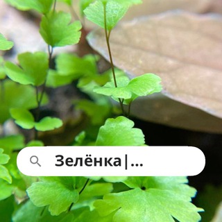 Зелёнка | Комнатные растения