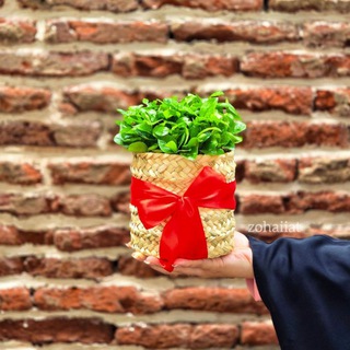 ضحی‌یات